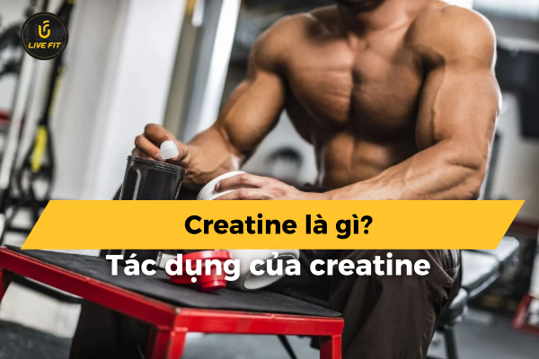creatine là gì
